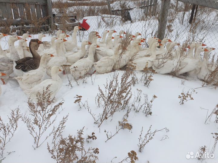 Гуси домашние