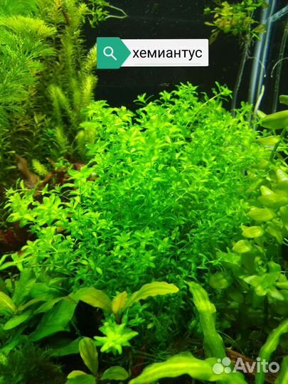 Аквариумное растение