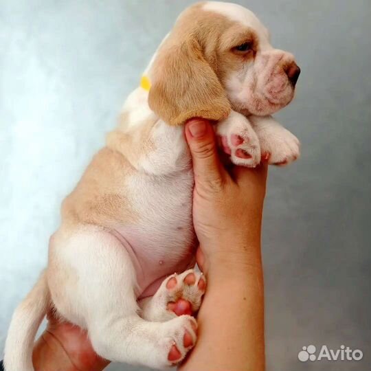 Щенки бигль питомник