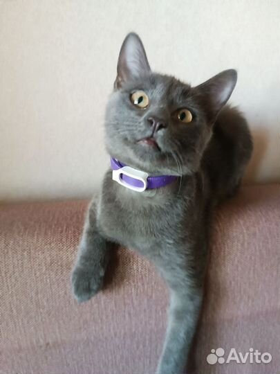 Домашние животные котята