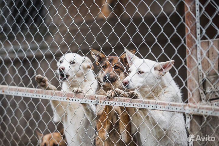 Собаки и щенки из приюта в дар