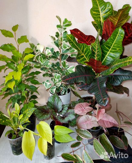 Комнатные растения Цветы