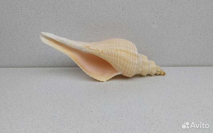 Хемифусус Туба 24,3 морская ракушка раковина
