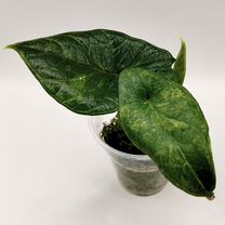 Алоказия скальпрум аурея вар