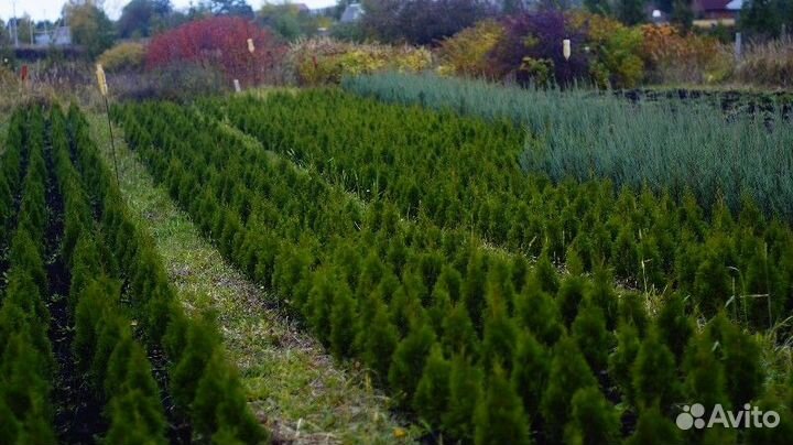 Туя западная