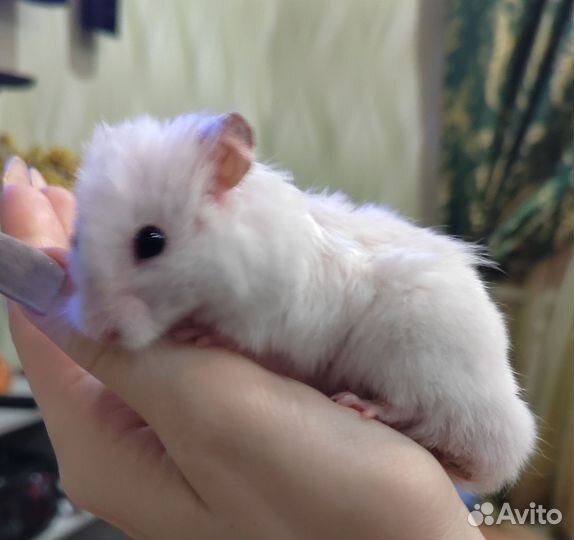 Сирийский хомяк