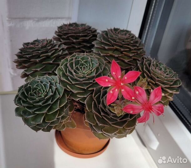 Суккуленты Граптопеталум Беллум