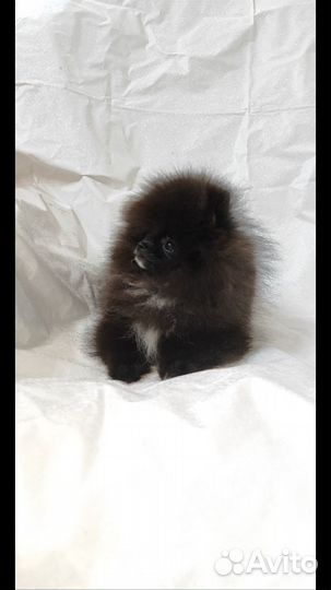 Микро померанский шпиц