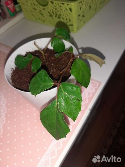 Комнатные цветы березка