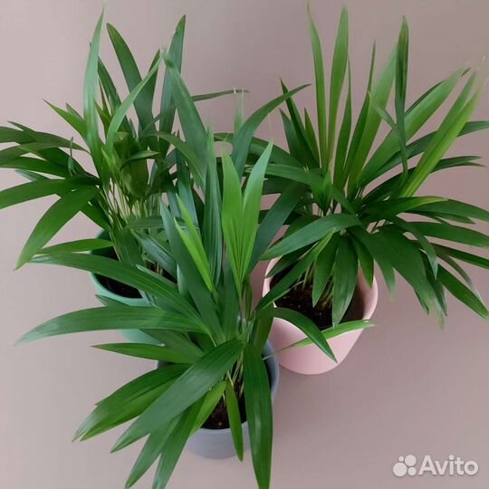 Ховея Комнатные растения