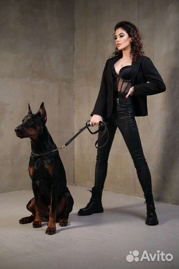 Доберман для фотосессии