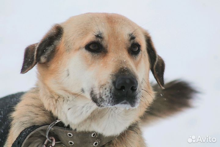 Собака в добрые руки