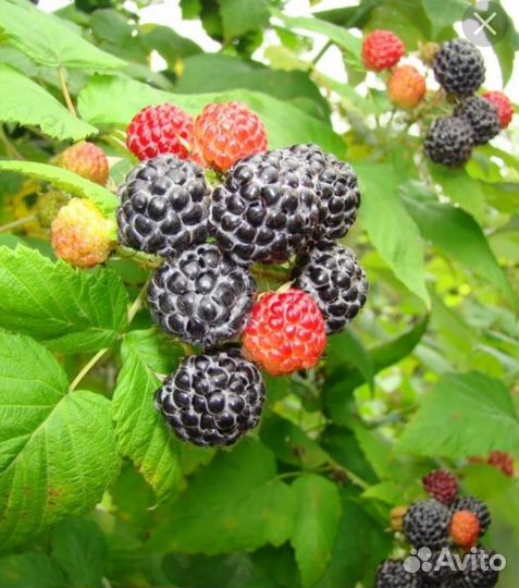 Саженцы ежемалины