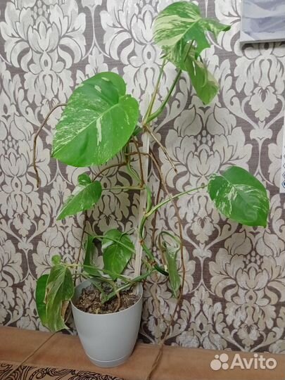 Монстера вариегатная