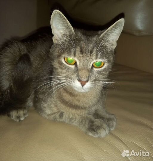 Кошечка в добрые руки