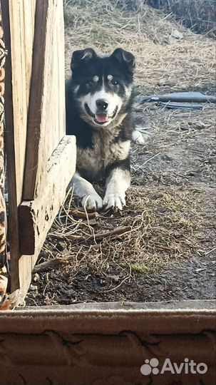 Собака в добрые руки отдам бесплатно