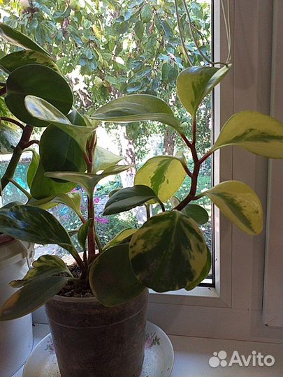 Пеперомиия туполистна