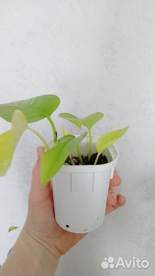 Сциндапсус неон