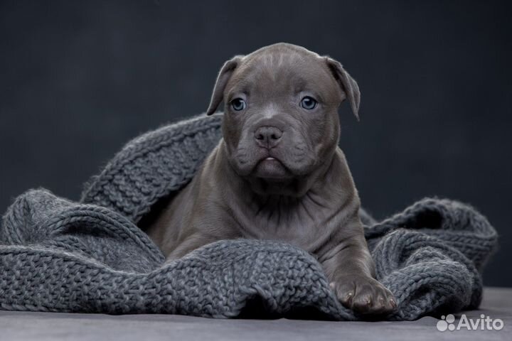 Щенки Американские булли