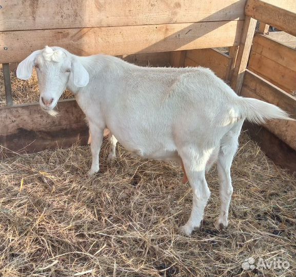 Дойные козы и козел