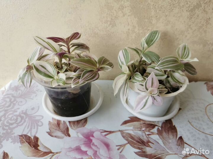 Традесканция Блоссфельда Albovittatа 3 расцветки