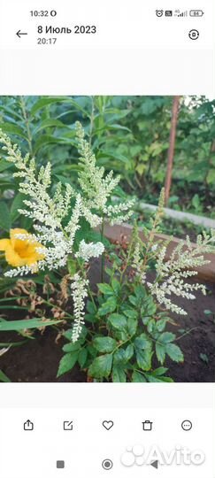 Лилейник и астильба