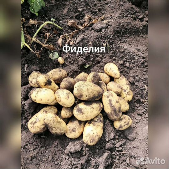 Картофель семенной сортовой