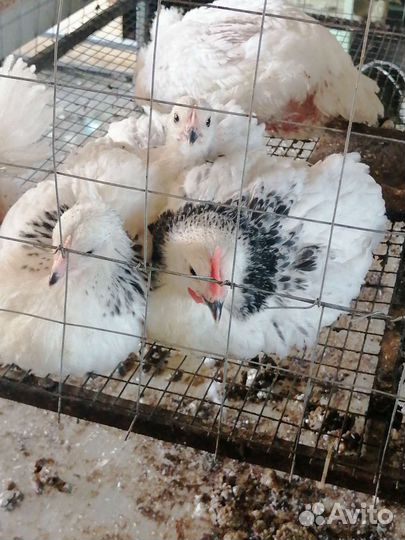 Цыплята породных кур несушек