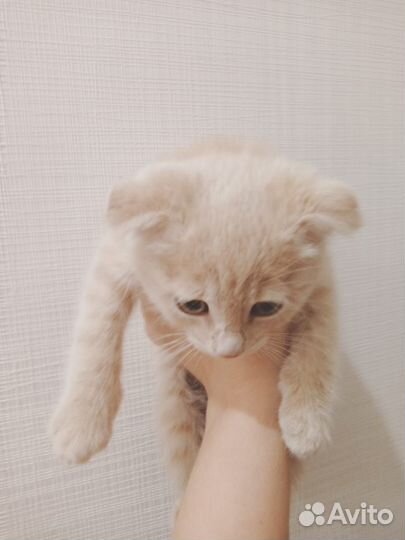 Котенок вислоухий