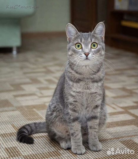 Сестренки кошки в добрые руки