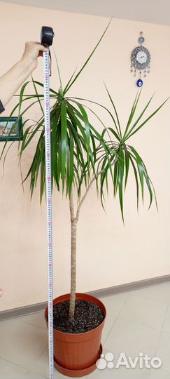 Пальма драцена