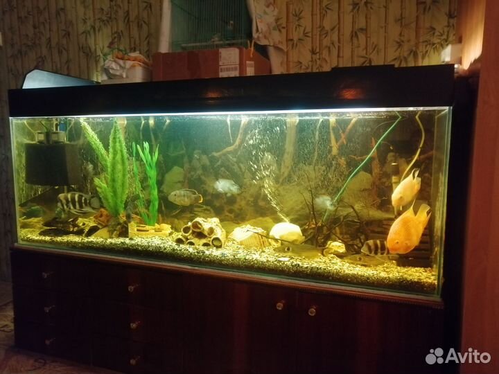 Аквариумы