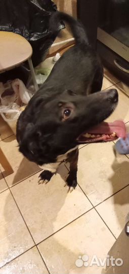 Собака Альма