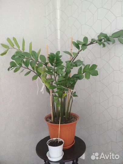 Замиокулькас