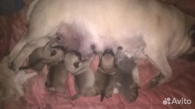 собаки в каменске шахтинском