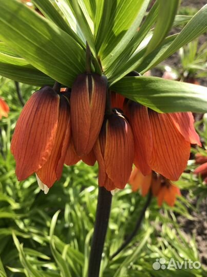 Рябчик императорский