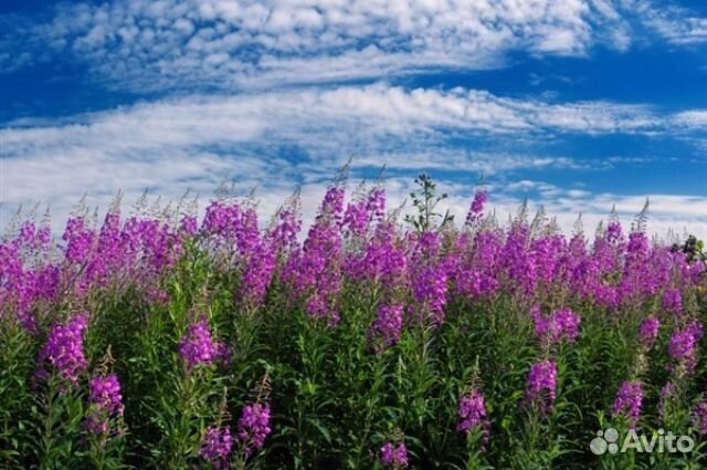 Иван-чай ферментированный (Копорский чай)