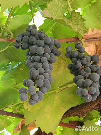 Винный виноград