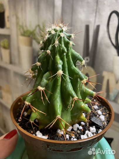 Кактус