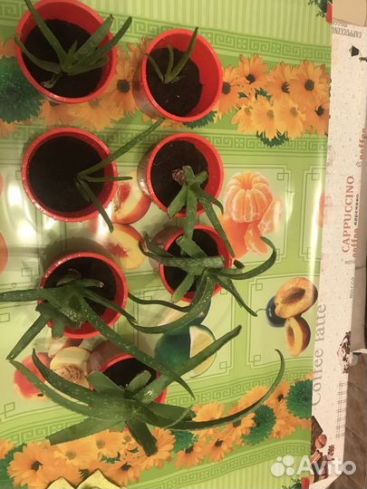 Комнатные цветы