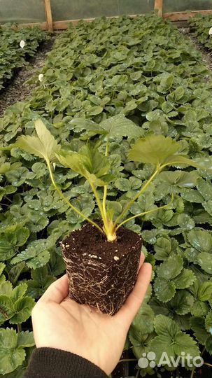 Рассада клубники сорт Азия