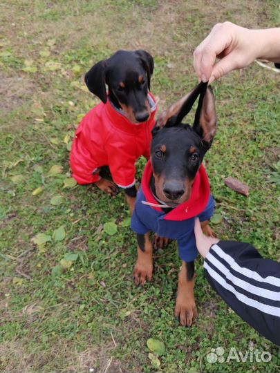 Щенки добермана