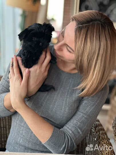 Йорки-биверы