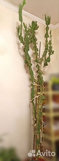 Большой кактус