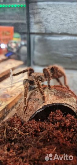 Паук птицеед