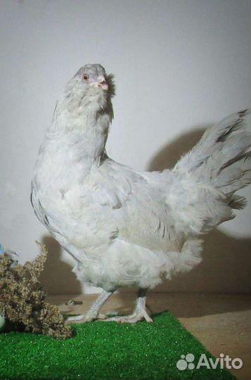 Инкубационное яйцо породной птицы