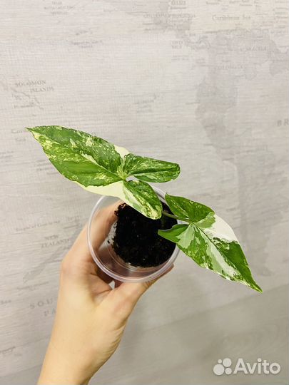 Сингониум imperial white