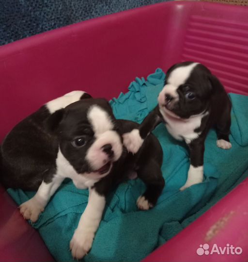 Девочки бостон терьер
