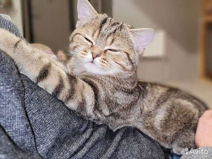 Шотландский кот для вязки