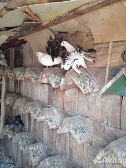 Голубь домашние